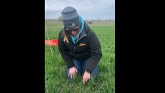 Ontario Soil Network & ONFARM & Kelsey Banks - Doelman farm - cover crop fall rye root growth April