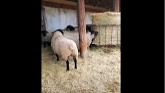 Sheep Farming: Suffolk Rams Out of Hay