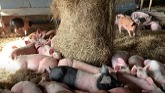 Pig Farm Training: Moving Pigs to Pas...