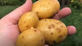 Grow More Potatoes in Less Space