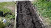 How to plant asparagus roots in Ontario?