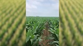 Determining Growth Stages in Corn