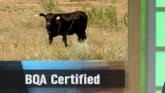 BQA Certification 