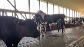 Why Do We Have Black Beef Calves On Our Dairy Farm?