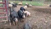 ROUNDING UP THE HOGS TAKES A GIRL!