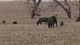 Grazing Cover Crops