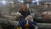 Farm Girl Helping Her Dad in the Pig Barn/Why Do Barns Need Alarms?