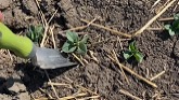 Scouting Sessions: Staging Faba Beans