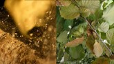 2021 Hazelnut IPM Workshop Part 6 Late Season Insect Pests