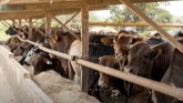 Managing Beef Cattle Feedlots