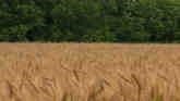 Wheat Gene Discovery