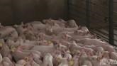 Hog Producers, Others Challenge California Statute