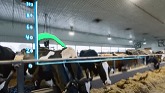 Dairy Farmers of Tomorrow - Lets Crea...