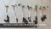 Canola Watch: Frost Damage Assessment