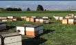 Moving Honeybees From B.C. To Alberta