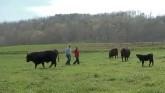 Raising Beef Sustainably in Georgia