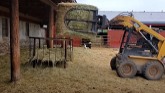 Sheep Farming: Feeding Rams...Again