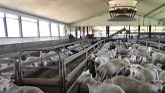 Sheep Housing for Expanding Flock Aga...