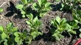 Scouting Sessions: Assessing Plant Stands in Faba Beans