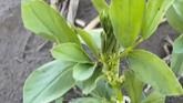 Scouting Sessions: Nodulation Assessments in Faba Beans