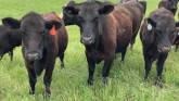 Grazing Management Minute: Estimating Forage Growth and Record Keeping
