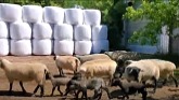 Sheep Farming: From Lambing Jugs And Onward - The Process