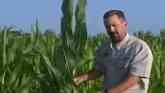 Identifying Nutrient Deficiencies in Corn