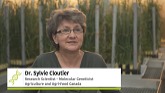 In With the Old: Genetic Diversity in Wheat with Dr. Sylvie Cloutier