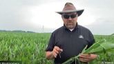 Assessing Hail Damage to Corn