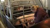 Piglet management – indoor breeding