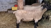 Sheep Farming: Suffolk Rams - What We Look For