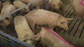 Loading Pigs & Checking Crops
