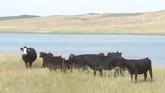 Cattle and Livestock Profitability