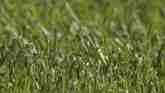 Farm Basics -Warm vs. Cool Season Grasses