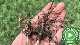 Scouting Sessions: Assessing Nodulation in Field Peas
