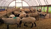 Sheep Farming: Setting Up A Creep Pen