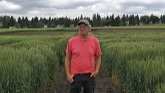 Field day at the U of A wheat breeding program (2 of 3)