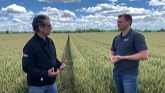 What are we finding in this 2021 winter wheat field?
