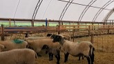 Sheep Farming: Moving June Group...Ag...