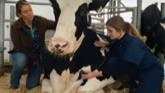 Dairy Farming Forward - High Canadian Standards