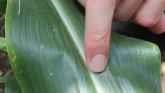 Scout Corn and Beans for Foliar Diseases