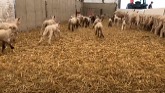 200+ Lambs. Sheep Farm Vlog # 7