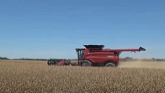 CASE IH 8250 Combines Harvesting Wheat