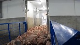 Getting A Fresh Batch Of Baby Weaner Pigs