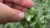Scouting Sessions: Pea Aphids in Peas...