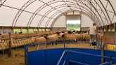 Getting Sheep Ready For Breeding Groups
