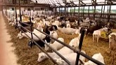 Goat Farm Field Trip