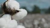U.S. Cotton Trust Protocol and the U.S. Cotton Grower