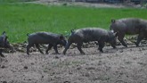 Small Farms Introduction to Pasture Pork Part 3