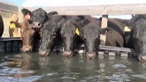 Cows Looking for Water